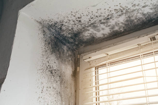 Affordable Mold Remediation solutions in Leander, TX