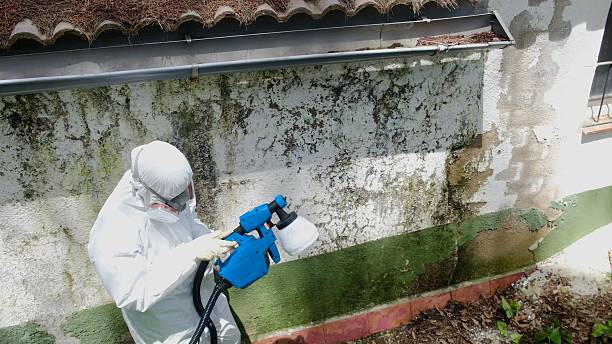 Top rated local Mold Remediation specialists in Leander, TX